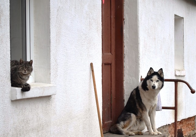 heated dog house