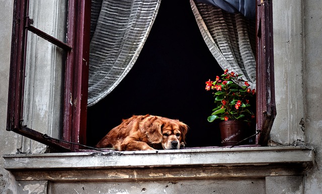 heated dog house