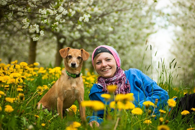 Heated Dog Houses: Comfort & Safety for Furry Friends in Cold Weather