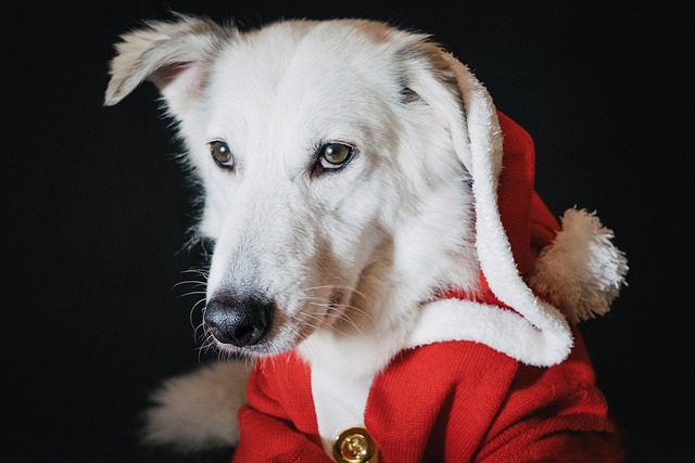 Warm Comfort: Heated Dog Houses for Safe Winter Haven