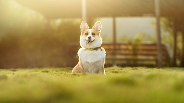 heated dog house
