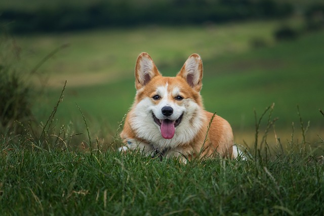 heated dog house