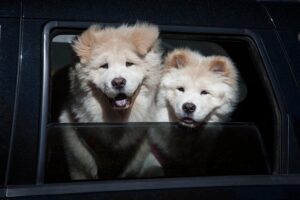 Warm Your Dog’s Heart: Exploring Heated Dog House Benefits and Features