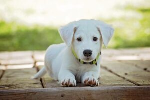 Warm Comfort: Understanding Heated Dog Houses for Safe, Happy Pets