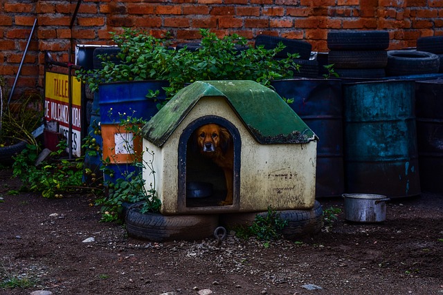 heated dog house