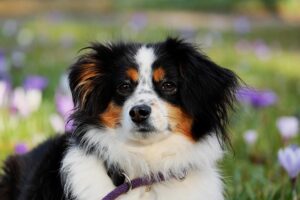 Warm Your Dog’s Heart: Heated House Guide for Comfortable Canines