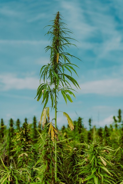 Hemp Terpenes for Sale