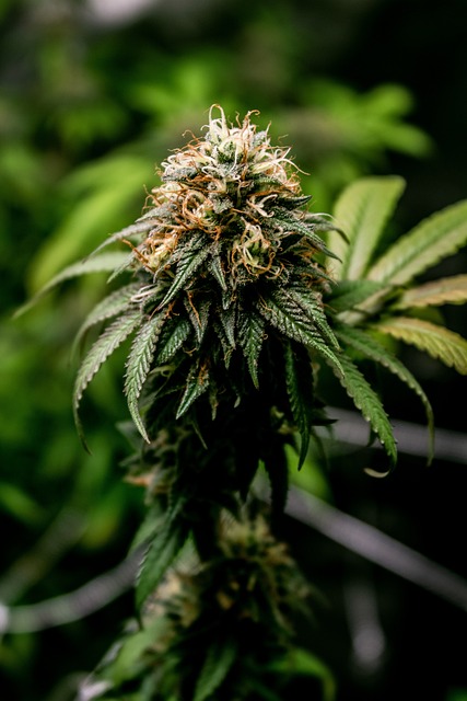 Hemp Terpenes: Personalized Wellness for Enhanced Mood and Relaxation