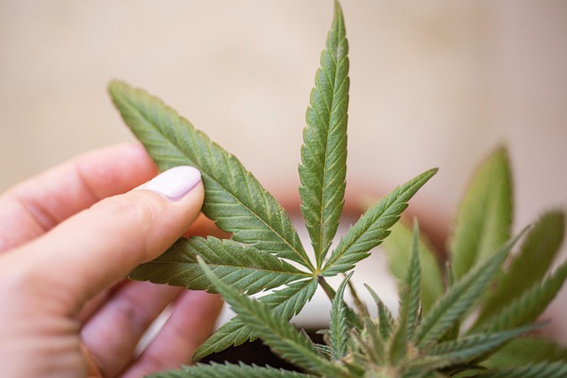 Hemp Terpenes for Sale