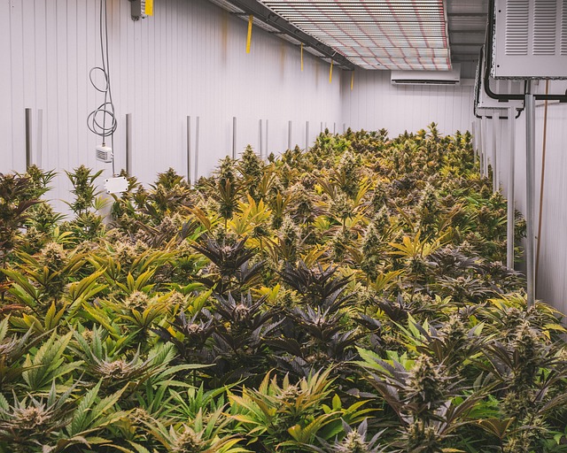 Hemp Terpenes for Sale