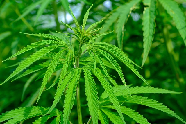 Hemp Terpenes for Sale