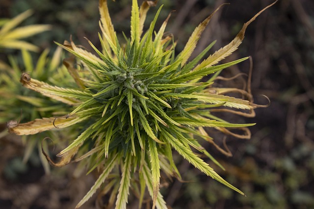 Hemp Terpenes for Sale
