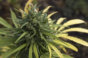Hemp Terpenes: Natural Relaxation for Mind and Body