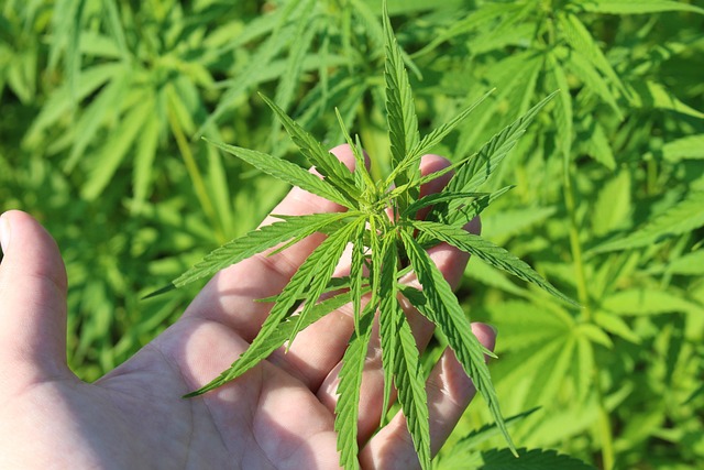 Hemp Terpenes for Sale