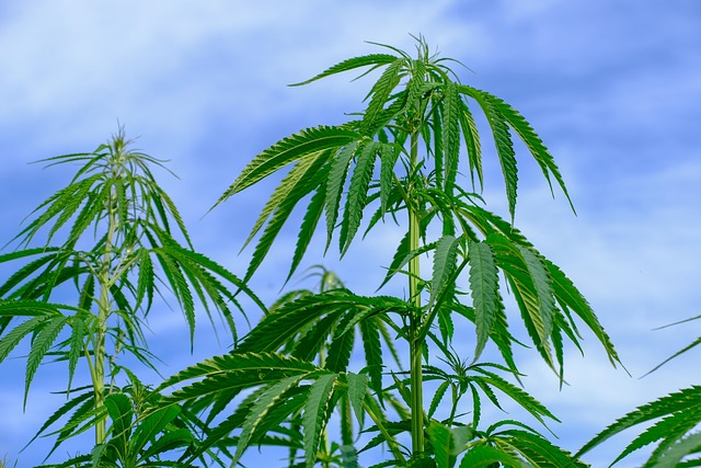 Hemp Terpenes for Sale