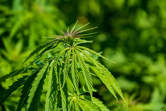 Hemp Terpenes for Sale