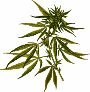 hemp-terpenes-for-sale-640x480-85243618.png