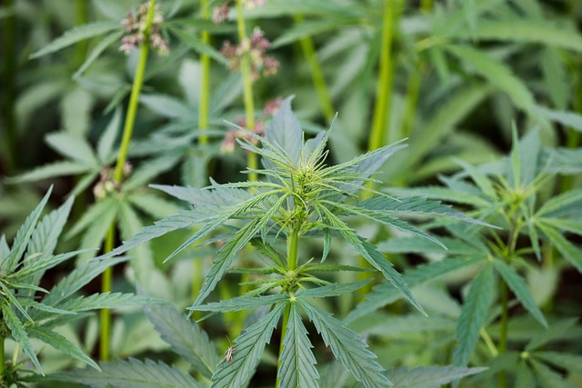 hemp-terpenes-for-sale-640x480-96051132.jpeg