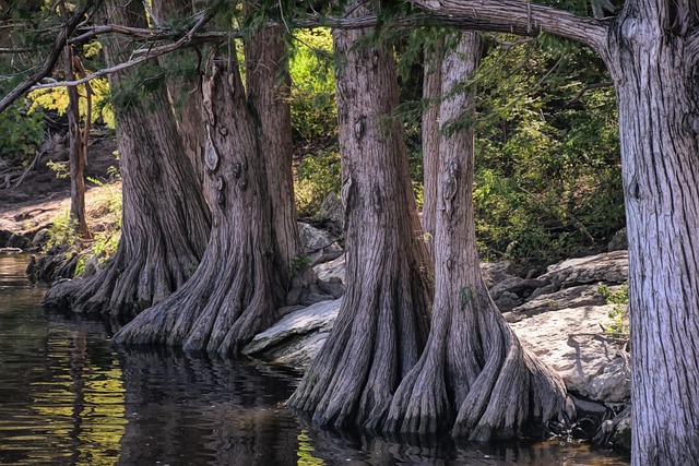 holistic wellness Austin