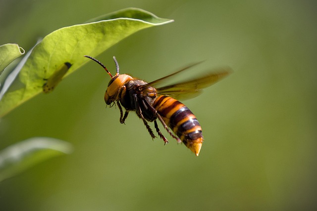 insect control services