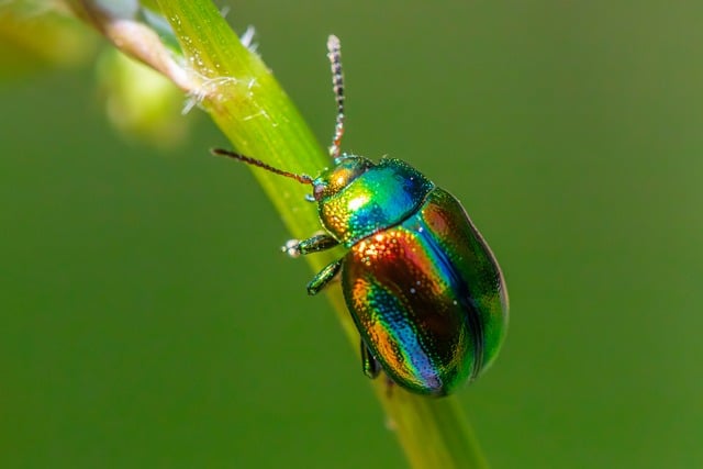insect control services