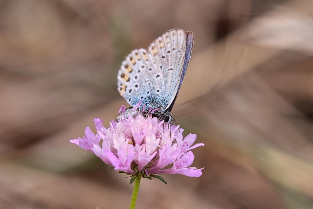 insect control services