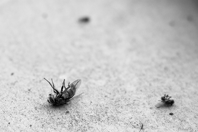 insect control services
