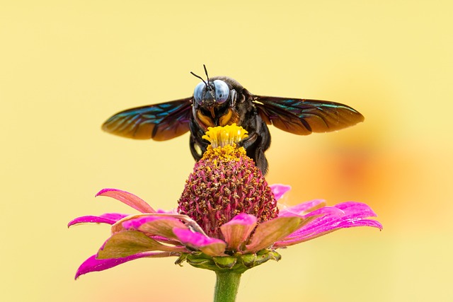 insect control services
