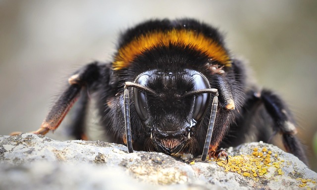insect control services