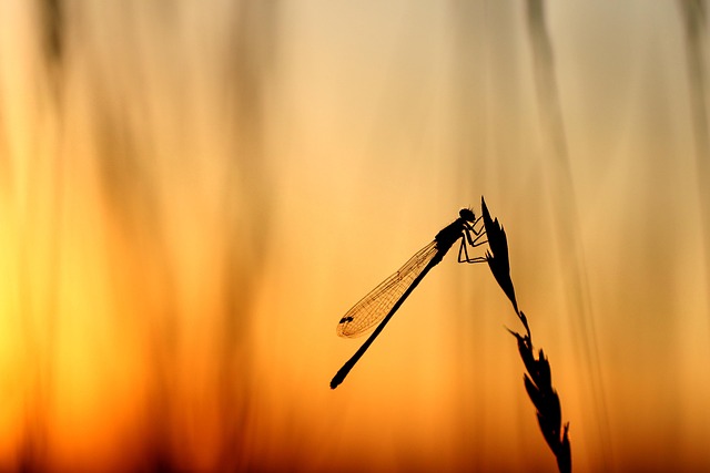 insect control services