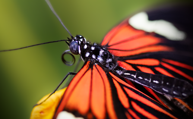 insect control services