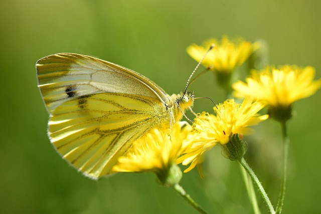 Same-Day Insect Extermination: Quick, Safe, Effective Control Services