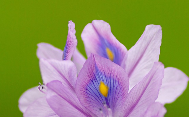 integrative wellness Austin