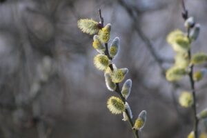Mindfulness Therapy in Mesa: Coping with Stress, Anxiety & Depression