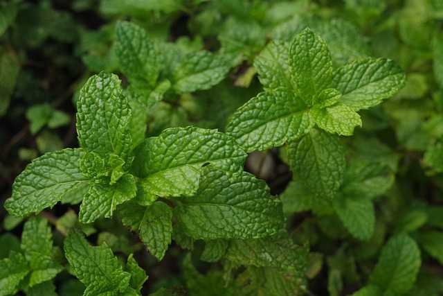 mint-flavored-cbd-tincture-640x480-25690533.jpeg