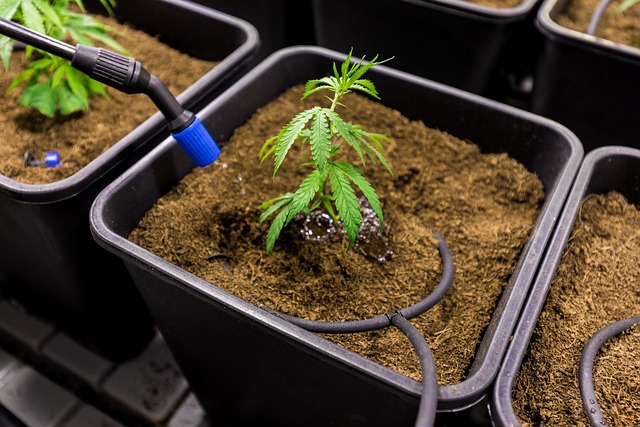 Minty Freshness: Easy CBD Tincture for Stress and Sleep