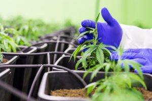 Unveiling Organic & Non-GMO CBD: From Farm to Minty Wellness
