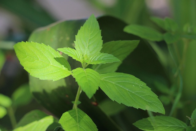 Mint Flavored CBD Tincture