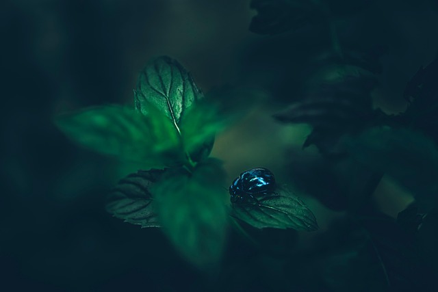 Mint Flavored CBD Tincture
