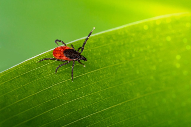 mosquito and tick control