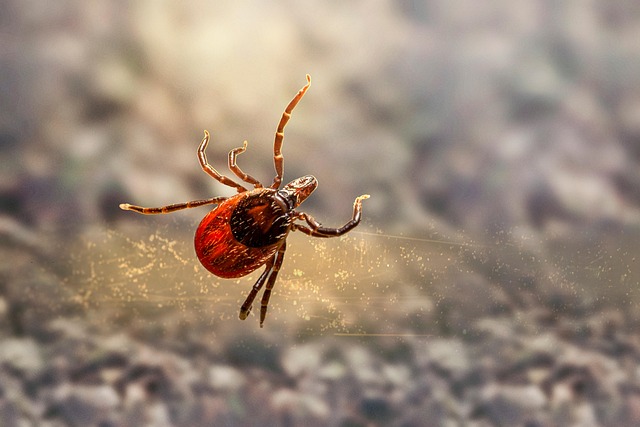 mosquito and tick control