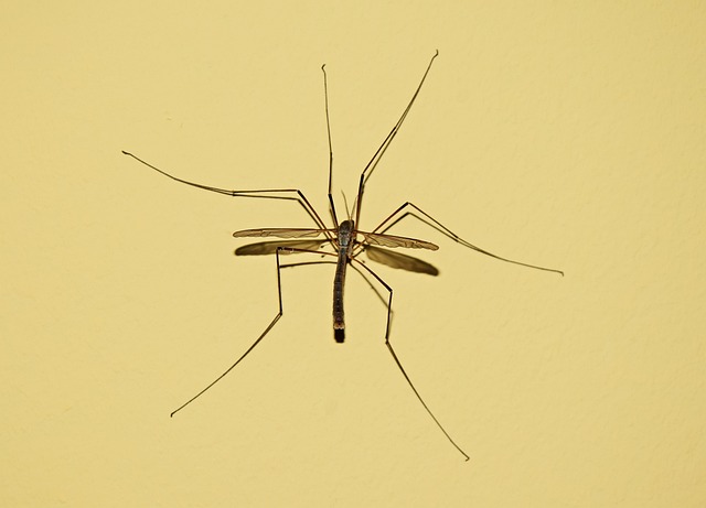 mosquito and tick control