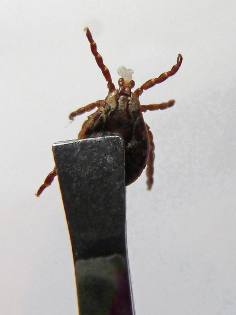 mosquito and tick control