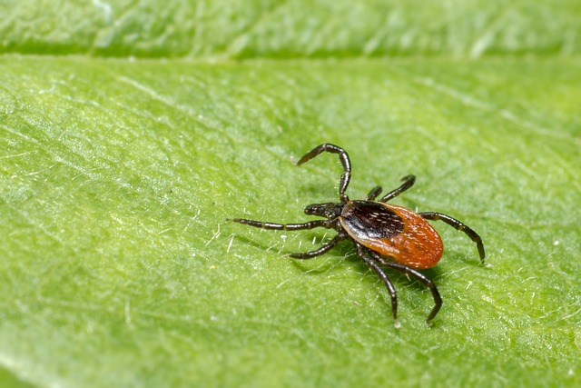 mosquito and tick control
