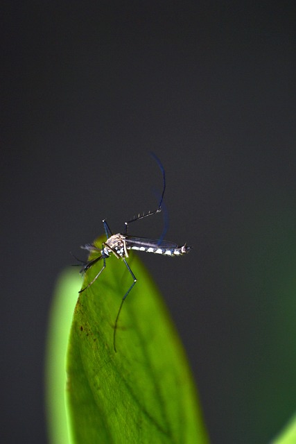 mosquito and tick control