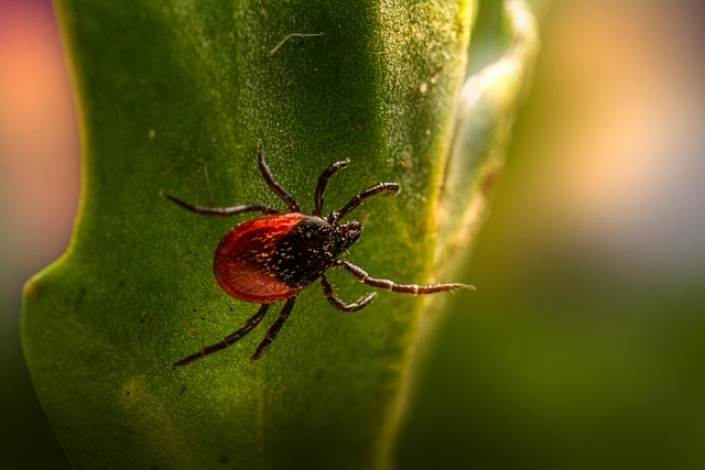 mosquito and tick control
