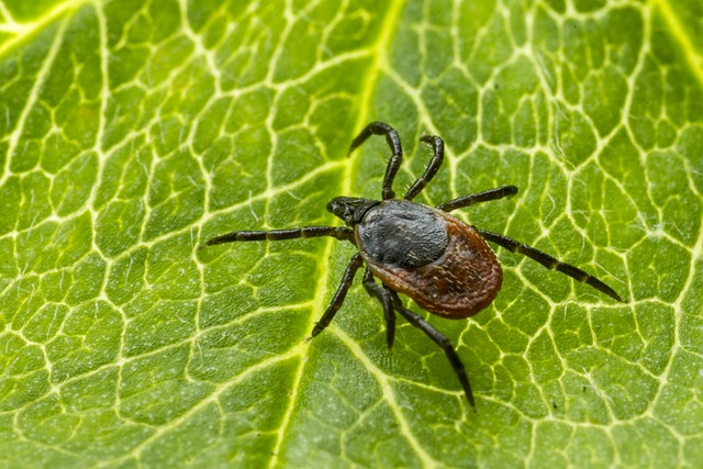 mosquito and tick control