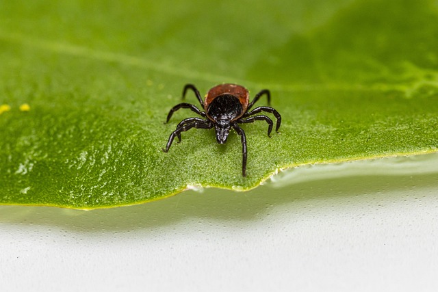 mosquito and tick control