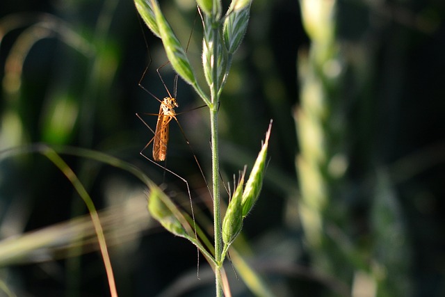 mosquito and tick control