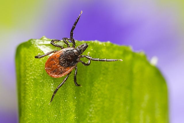 mosquito and tick control